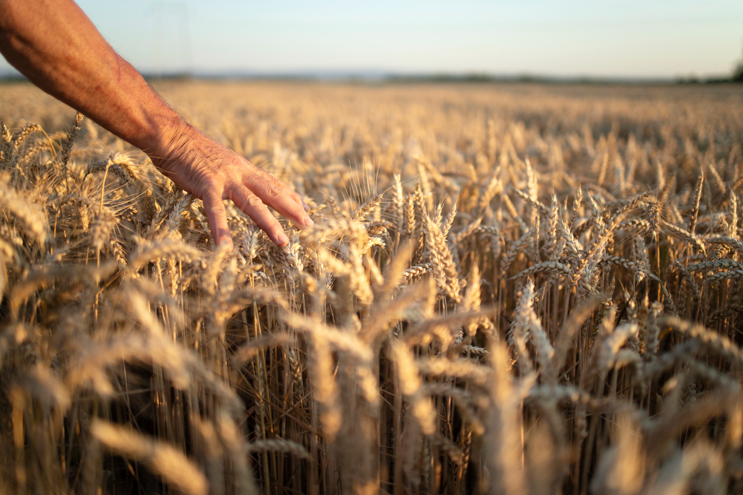 farmers-hands-going-through-crops-wheat-field-sunset