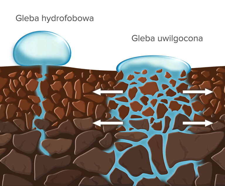 Susza spowodowana brakiem opadów czy przesuszenie podłoża może spowodować hydrofobowość podłoża. Hydrofobowość gleby to zmniejszenie szybkości zwilżania i retencji gleby wody w glebie spowodowane obecnością powłok hydrofobowych na cząstkach gleby. Za hydrofobowe uważa się te gleby, które odpychają wodę. Mają one tendencję do opóźnienia infiltracji wód powierzchniowych i zwiększenia szybkości spływu. W takiej sytuacji przywrócenie optymalnego poziomu wilgotności gleby będzie trudne. Woda nie będzie łatwo przenikać w głąb podłoża lub gleby, a jedynie spływać. Co nie tylko prowadzi do zmniejszenia efektywności nawadniania, ale również utraty składników pokarmowych. Szczególnie narażone na to zjawisko są gleby czy podłoża o małej zawartości materii organicznej.